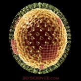3d_model_biology_influenza_web2[1]